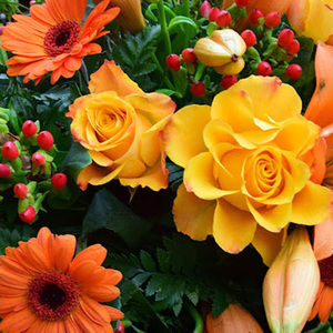 Meet your Posher, Isabelle